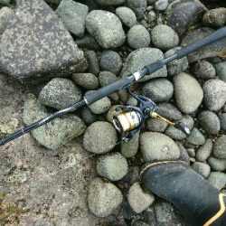 フラットフィッシュ祭り!ハタもきました。