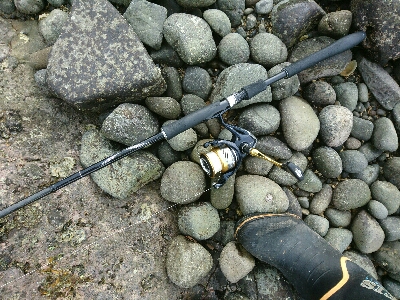 フラットフィッシュ祭り！ハタもきました。