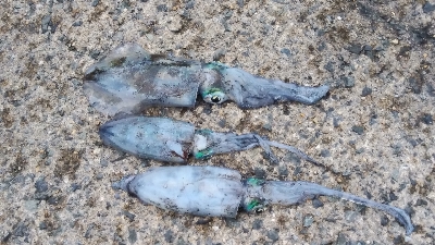 エギングとショアジギング②