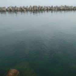 キジハタ2匹、小アジ 小カマス