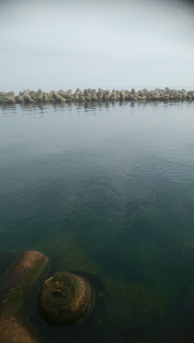 キジハタ2匹、小アジ 小カマス