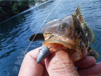 奥能登カヤックでライトロック調査♩