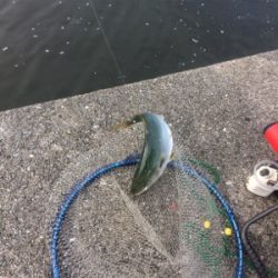 アジの方がいいのに…