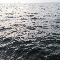 ツバスは少し大きくなってます