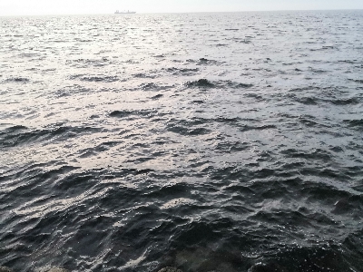 ツバスは少し大きくなってます