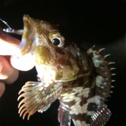 秋アジング復調傾向？