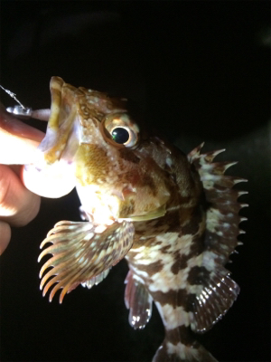 秋アジング復調傾向？