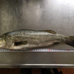 カミさんの大活躍！