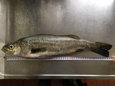 カミさんの大活躍！