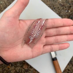 泳がせでアカヤガラ