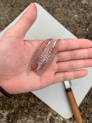 泳がせでアカヤガラ