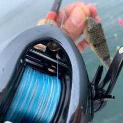 淡路遠征、シオキスチャリコ