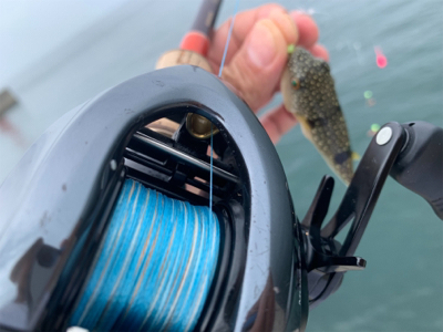 淡路遠征、シオキスチャリコ