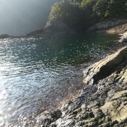 アオリイカ新子調査です。