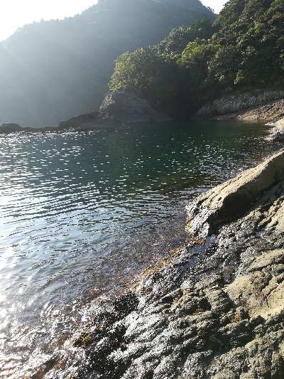 アオリイカ新子調査です。