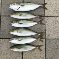 ツバス祭り、ハマチサイズも