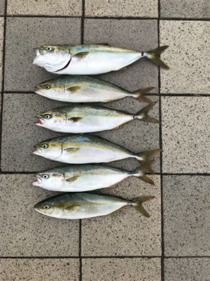 ツバス祭り、ハマチサイズも