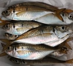 アジンガー1808〜1859