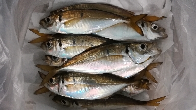 アジンガー1808〜1859