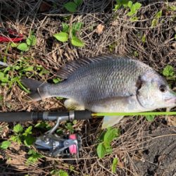 ショアジギング⇨チニング