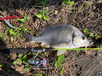 ショアジギング⇨チニング