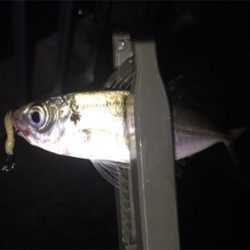 メッキ来た〜 (^O^)