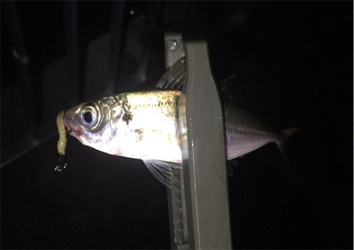 メッキ来た〜 (^O^)