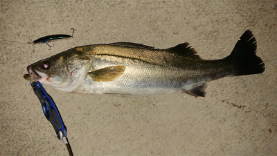 ナイトシーバス