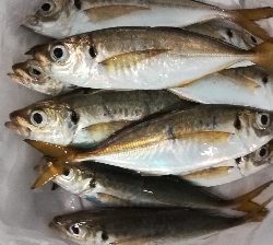 アジンガー1759〜1921