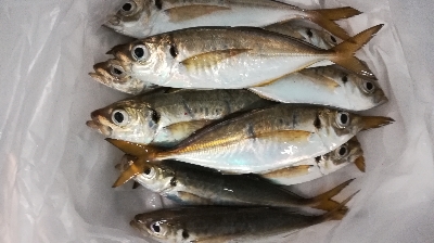 アジンガー1759〜1921