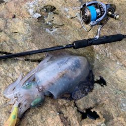 ヤズとかネリゴとか