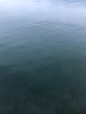 ショアから初青物