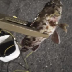 アジング練習14