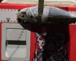 アジング練習15