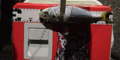 アジング練習15