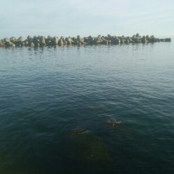 キジハタ3匹!アオリイカ1杯・・・