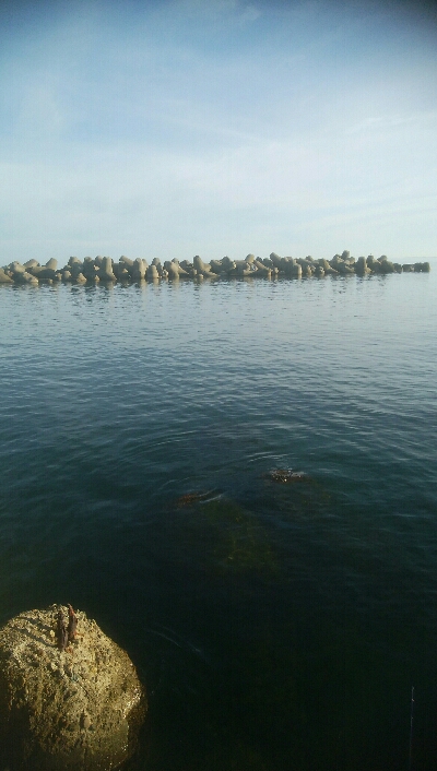 キジハタ3匹!アオリイカ1杯・・・