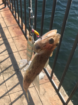 久々のお土産ゲット