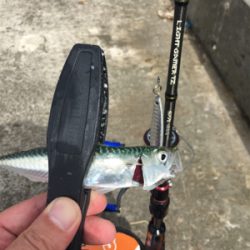 サバおもとめて4