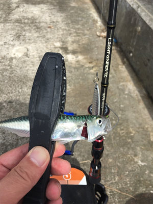 サバおもとめて4