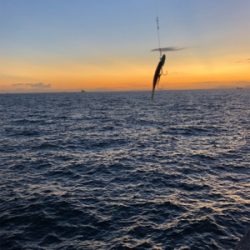 アジ、太刀魚は不発