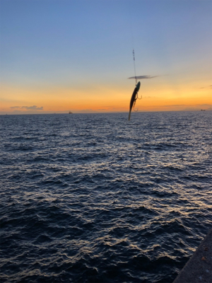 アジ、太刀魚は不発