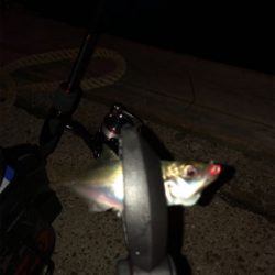 夕マヅメのアジング♫