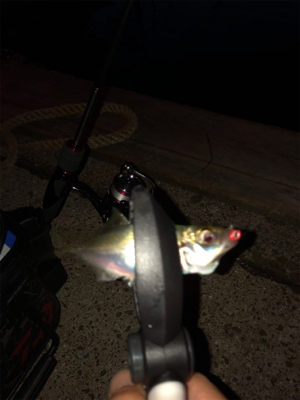 夕マヅメのアジング♫