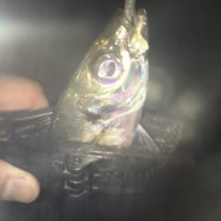 中アジ帰ってきた！