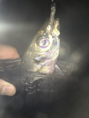 中アジ帰ってきた！