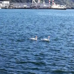 カワハギ釣りのはずが、色々釣れちゃった