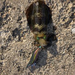 シンコ調査第３弾