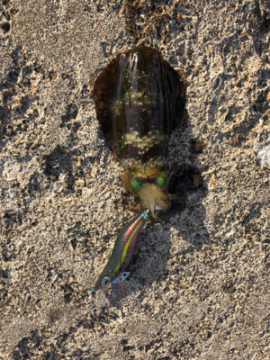 シンコ調査第３弾