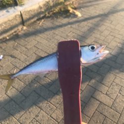 アジングロッドでジグサビキゲーム